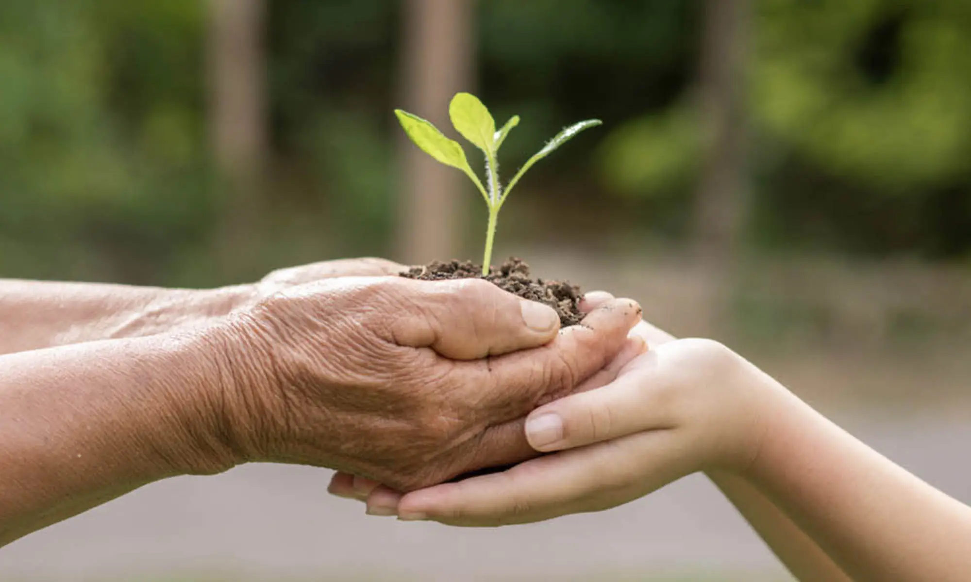 Liten grön planta – symbol för minimal miljöpåverkan